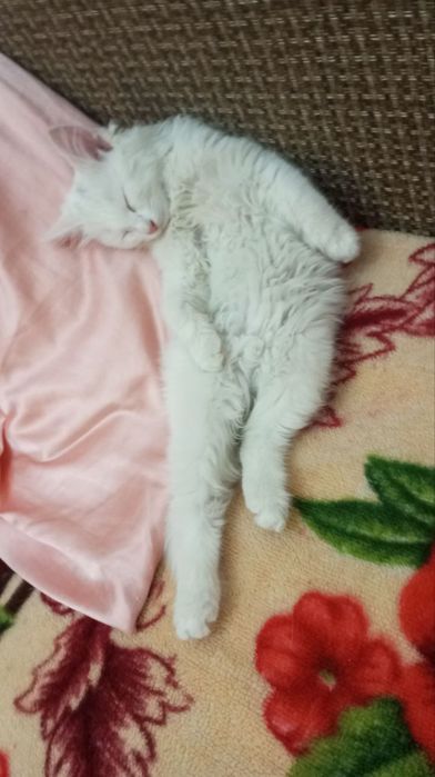 Отдам в хорошие руки котенка, кошечку