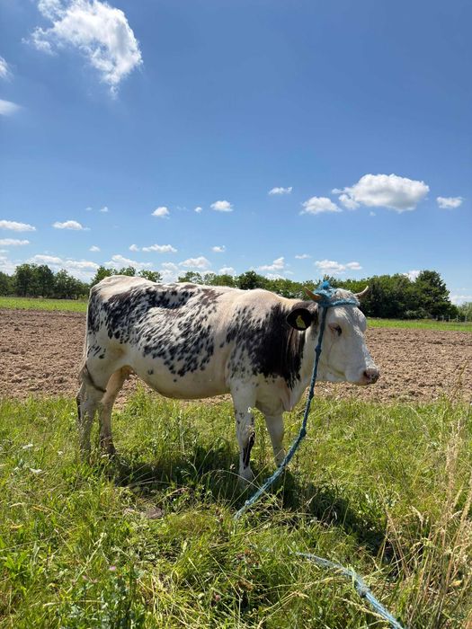 Animale domestice  vaci și vitel
