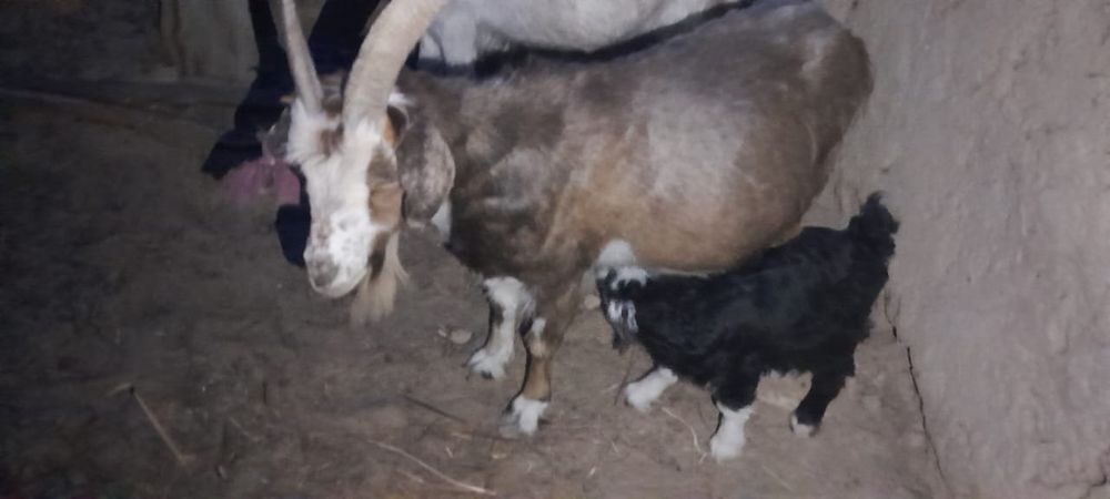 Ешким сатылады 40000