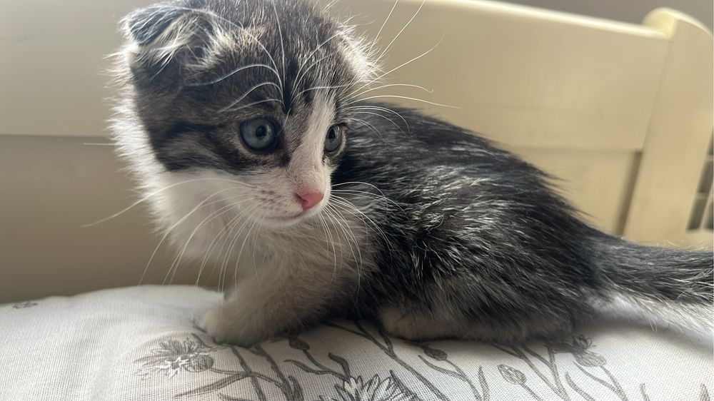 Котёнок 2 месяца