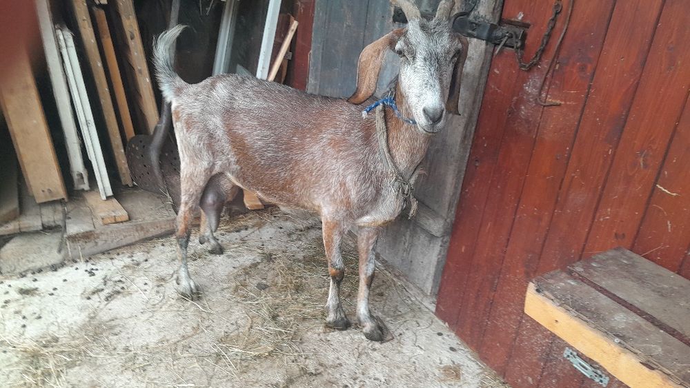 De vânzare capre de rasa ptr detalii 0748909980