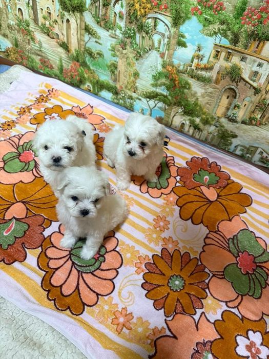 Продам щенков мальтипу