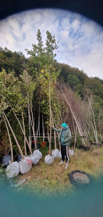 Platani mesteacăn Tei