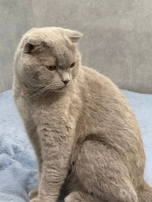 Котята одномесячные от скотиш фолд