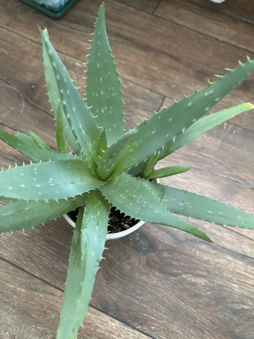 Продам  комнатные растения