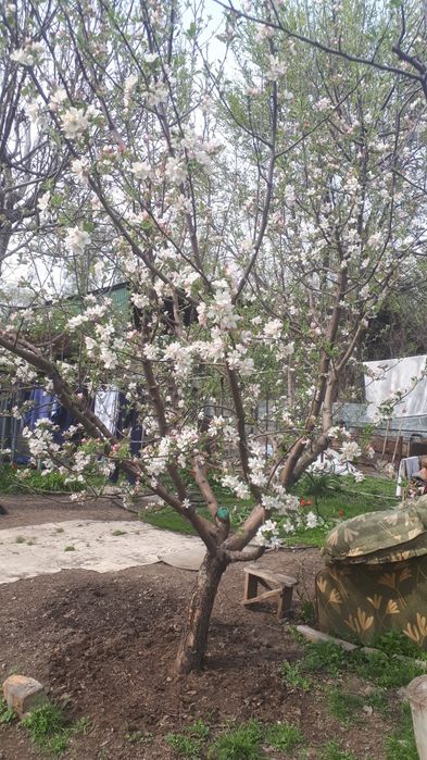 Спил деревьев чистка участка