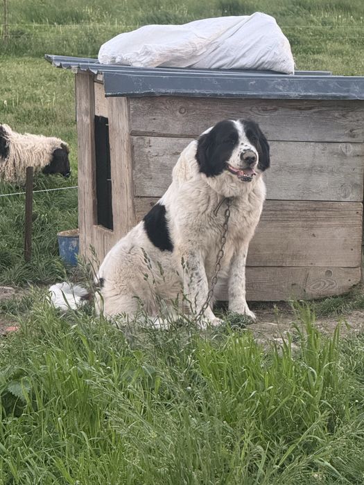 Vind oaie breză 2 ani