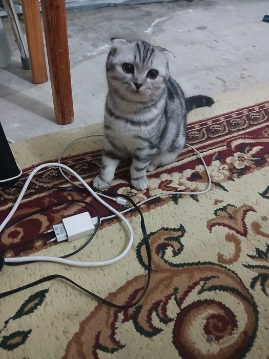 Вязка кота скотишь фолд