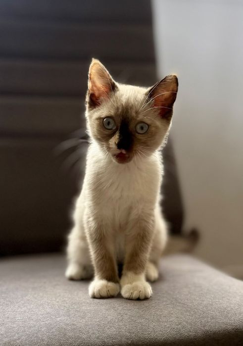 Отдам котёнка в добрые руки