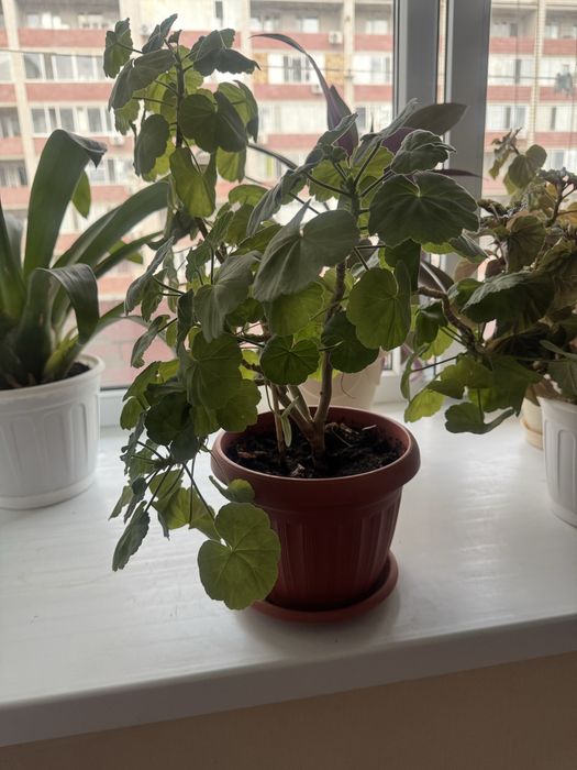 Продам комнатные цветы