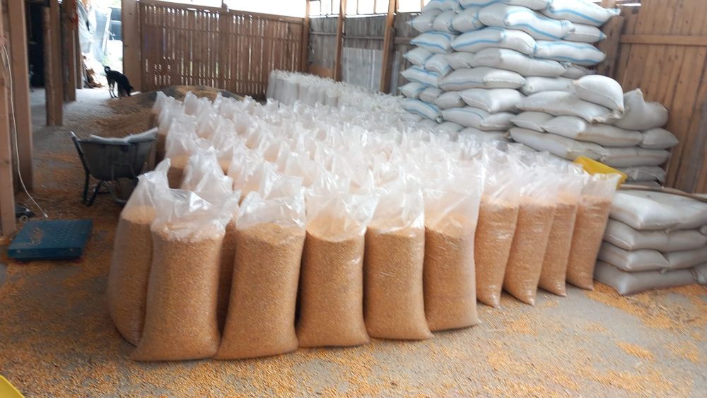 Porumb recoltă 2025  Amestec cereale ,hrană pt porumbei