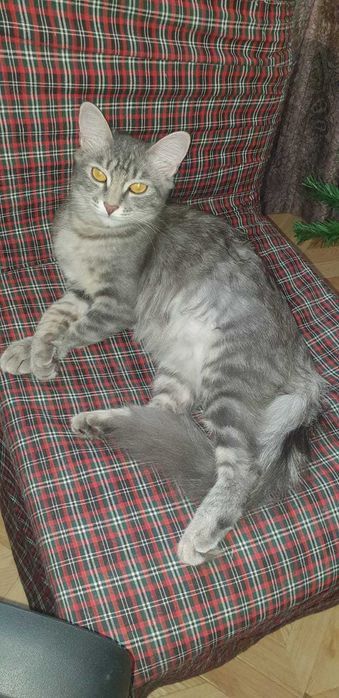 Отдаем Белочку, красоткк кошечку