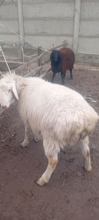 Продам токты кочкаров