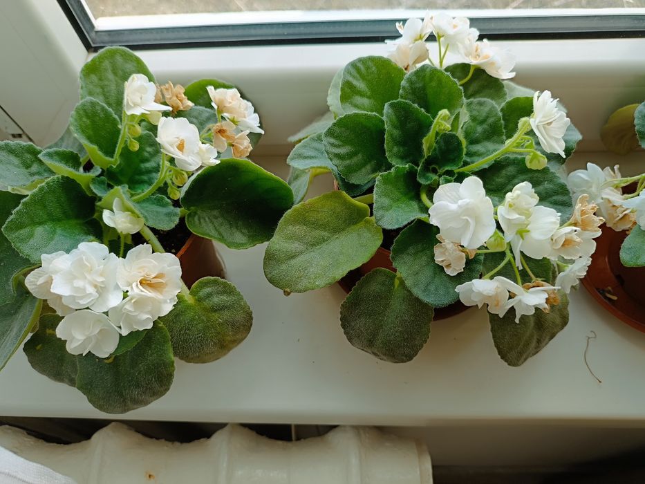 Комнатные цветы фиалки