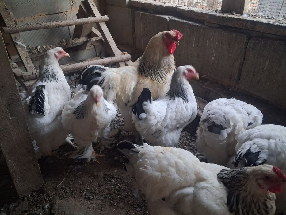 Продам петуха Брама