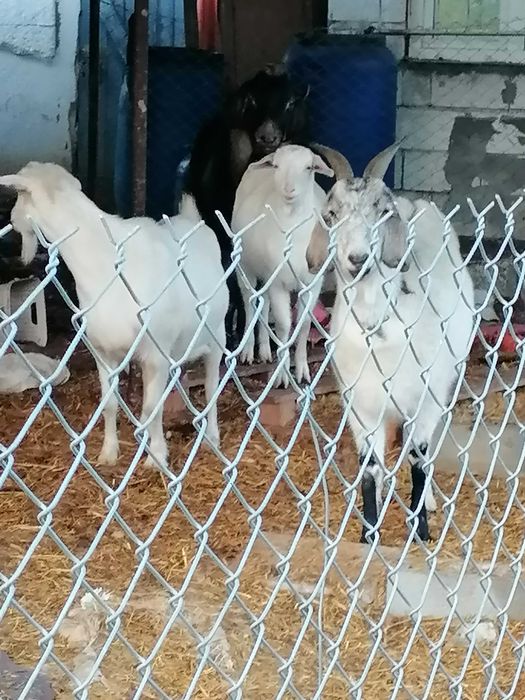 Продавам три кози