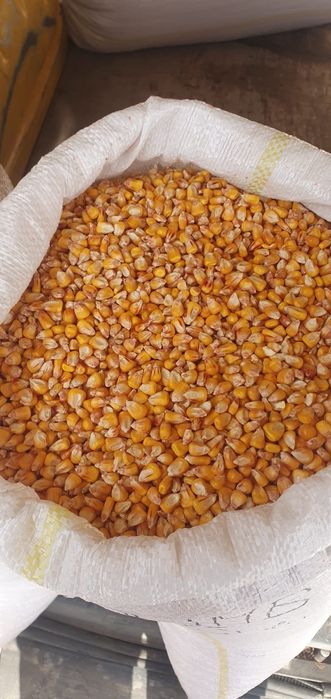 Porumb boabe de vânzare – 1 leu/kg – Zizin/Tărlungeni