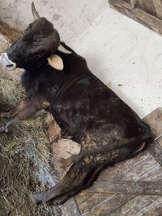 Vând tăuraș de 11 luni 270 280 kg