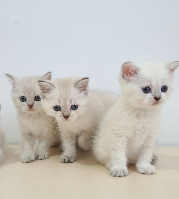британские котята