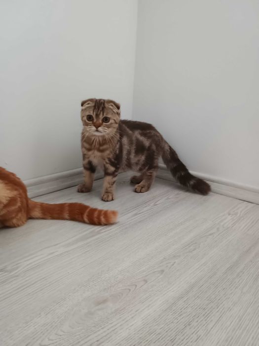 Motănei Tabby Red Orange