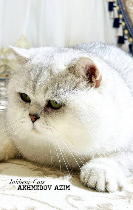 Vyaskas. Britanski shinshila