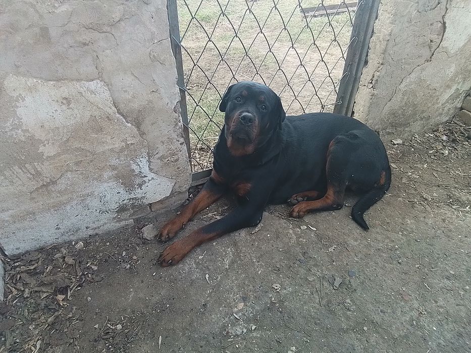 Ротвейлер продам