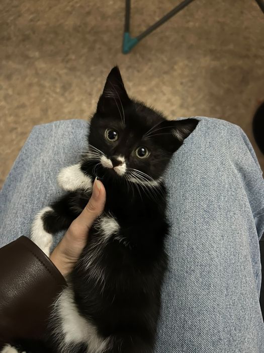 Котята с приданным