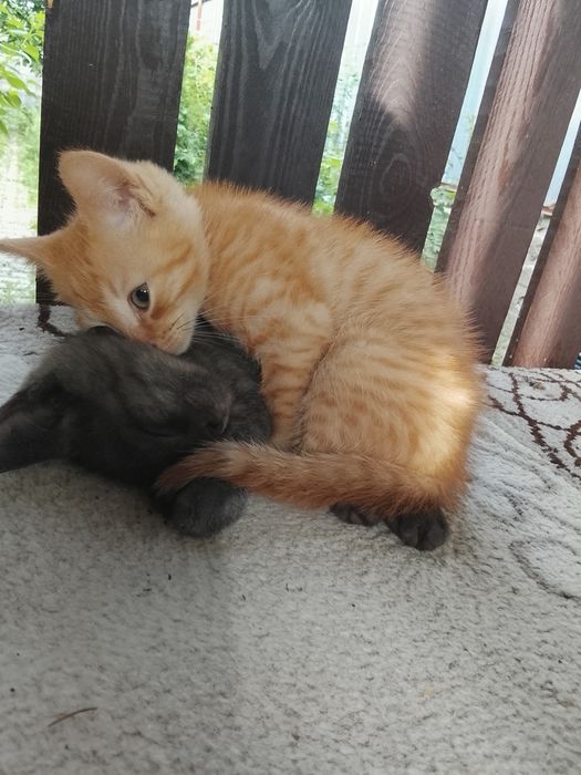 Отдам котят в добрые руки