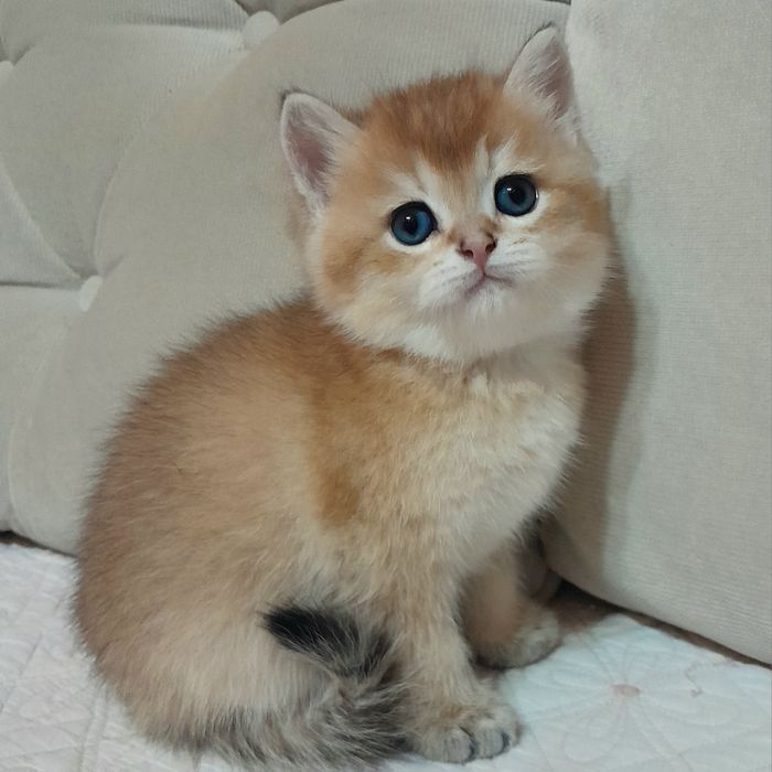 Шикарный чистокровный мальчик,британская золотая шиншилла. ,