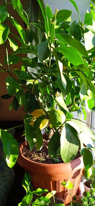 Продам плодоносящий лимон (саженец)