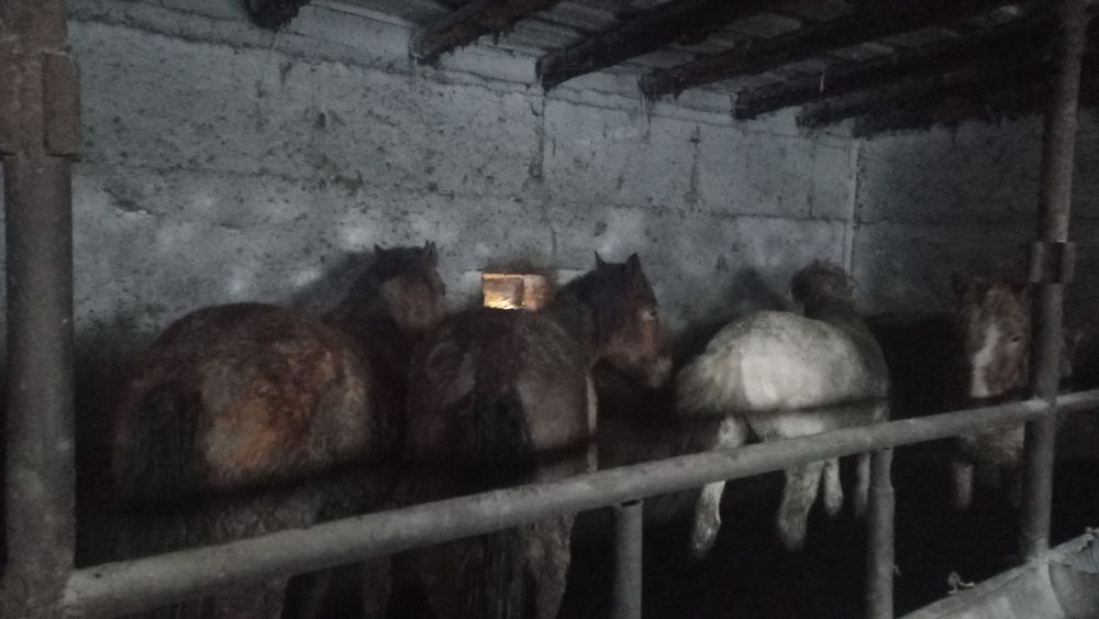 Жылқылар Сатылады Семіз Откормда Тұрған