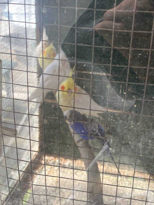 продам карелла   Сарик  ДУБАЙ