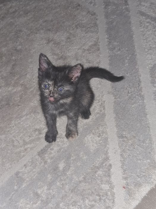 Котенок девочка.