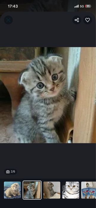 Шотландский вислоухий котёнок