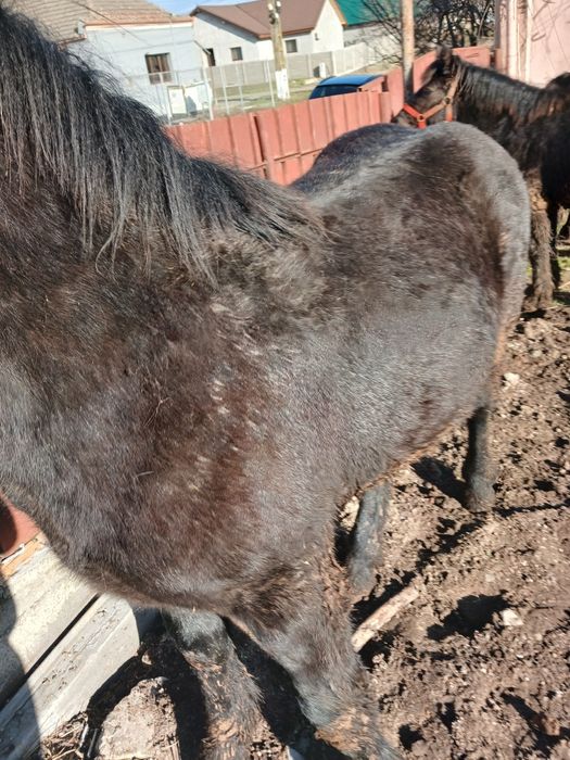 Vand doi manji blânzi!