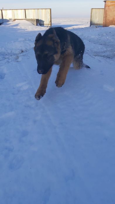 Продам немецкую овчарку
