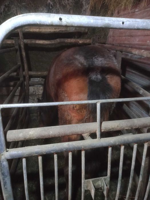 Продам таев с откорма