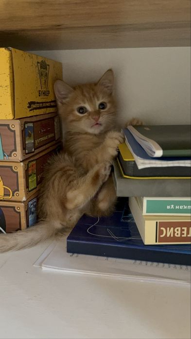 Шотландский котик Лео