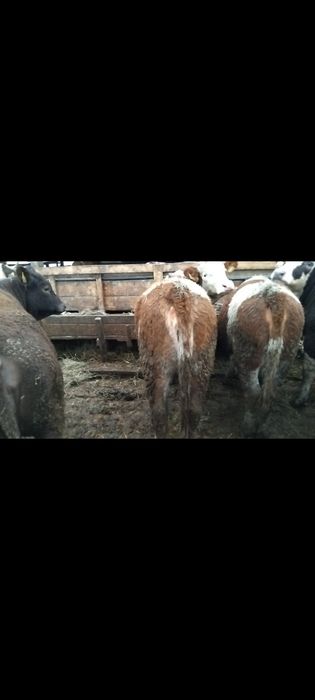 Vând 6 vițele 16,5 lei kilogramul în viu!