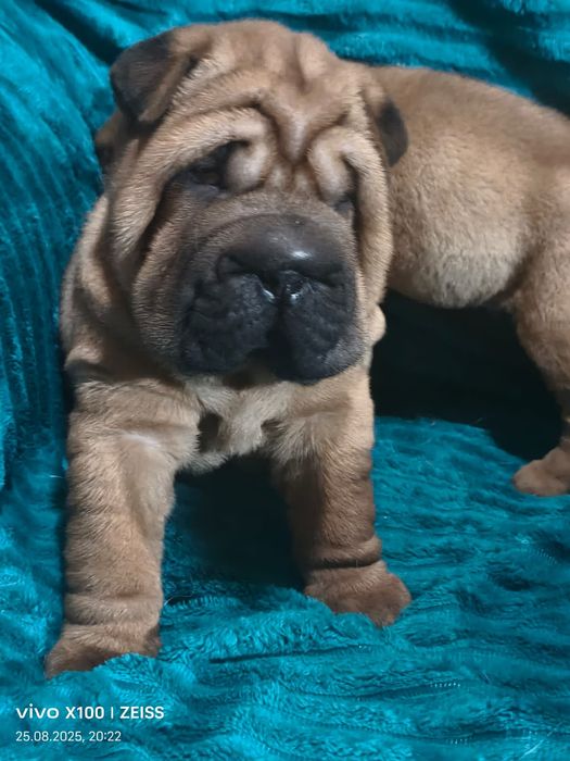 Продажа щенков шарпея