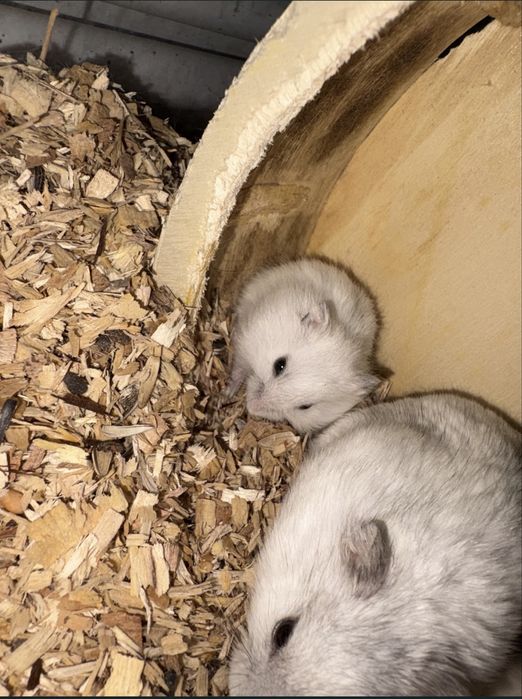 Hamster siberian