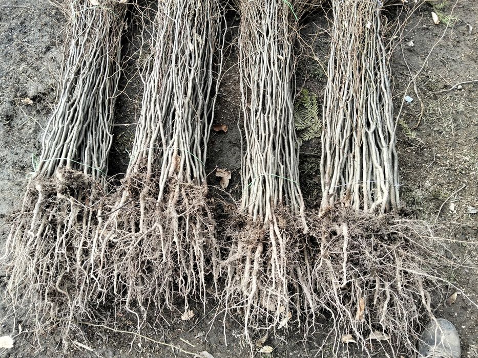 Puieți pin molid brad