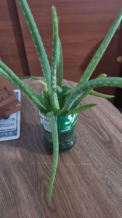 Комнатные цветы без удабрений