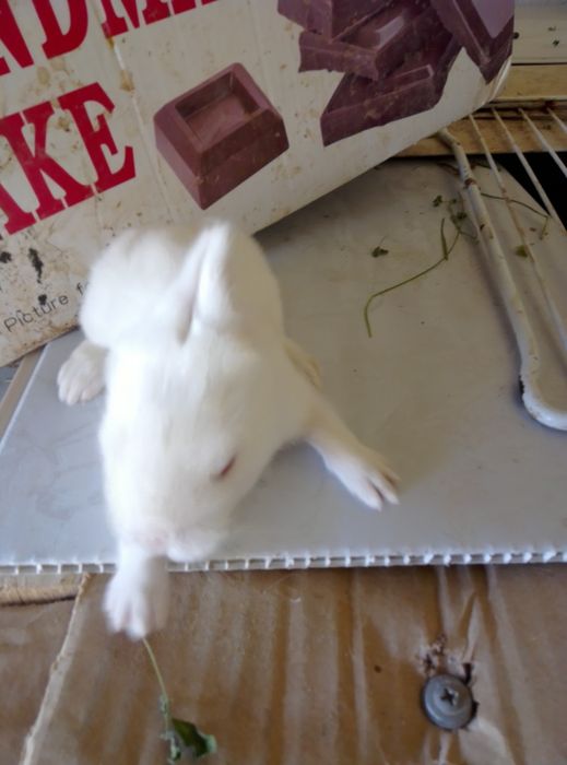 Quyon sotiladi xat xil