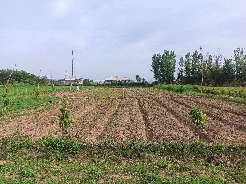 20 сотохли участка сотилади