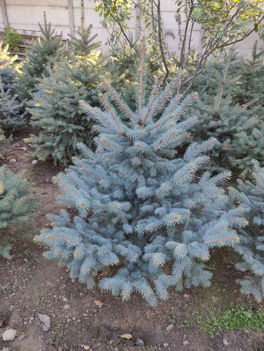 Ель 8 лет выращивали, рост с 30 см до 2 метров