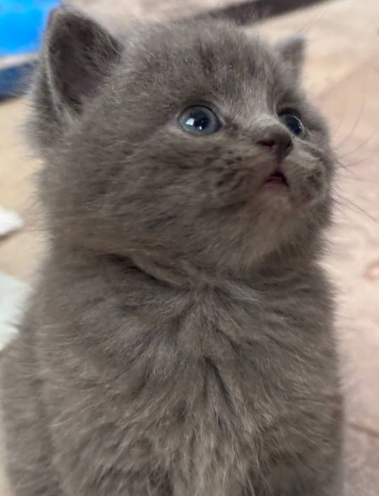 Британский мушукчалар сотилади