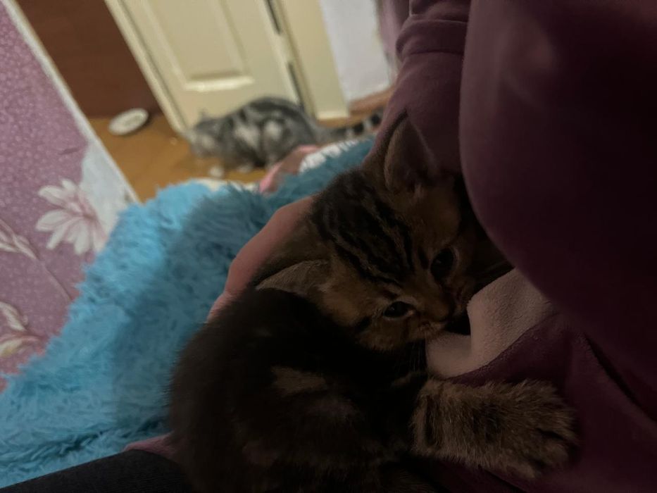 котёнок скоттиш страйт