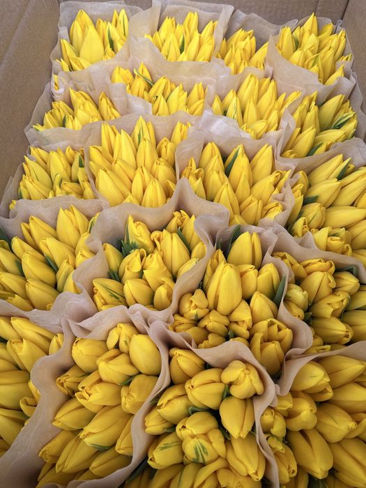 Тюльпаны Беларусь оптом качество