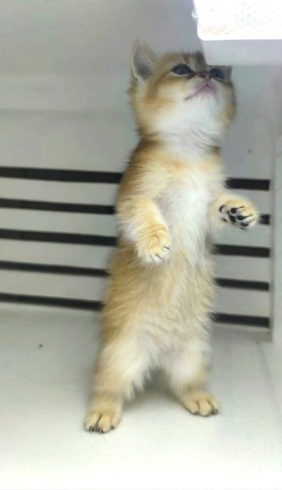 КоТик БриТансКий ЗолоТой 2 мес